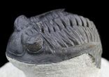 Detailed, Hollardops Trilobite - Great Eyes #36014-1